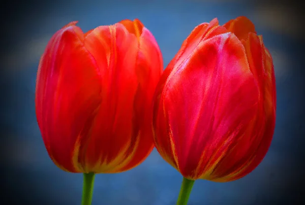 Vue Rapprochée Belles Fleurs Tulipes Dans Jardin — Photo