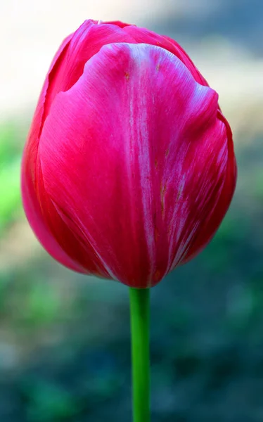 庭の美しいチューリップの花のクローズアップ — ストック写真