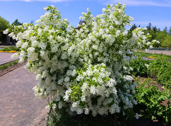 White Tender Flowers Garden — Stock Photo, Image