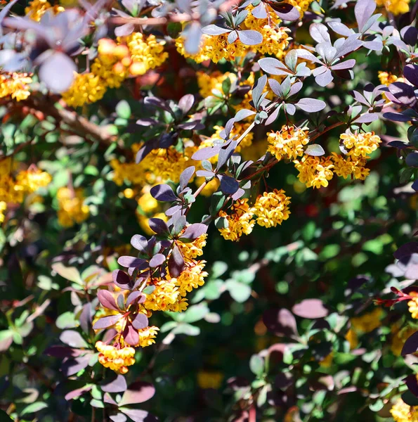 Sarı Çiçek Çalılarının Yakın Plan Görüntüsü — Stok fotoğraf