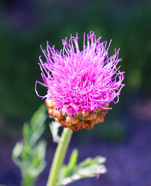 Beautiful Pink Flower Garden Summer — Stock Photo, Image