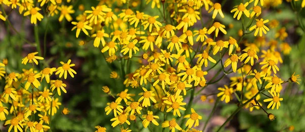 Parktaki Güzel Sarı Çiçekler — Stok fotoğraf