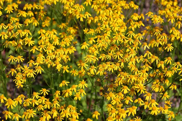 Mooie Gele Bloemen Het Bloembed — Stockfoto