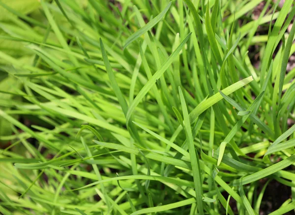 春の緑の草の背景新鮮な緑の草 — ストック写真
