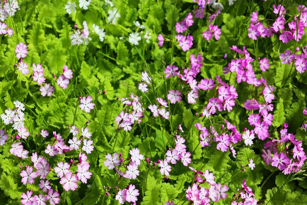 Mooie Bloeiende Tedere Bloemen Tuin — Stockfoto