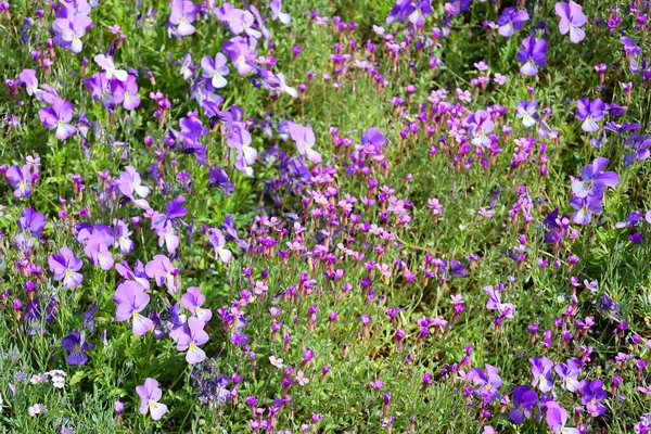 Beautiful Blooming Tender Flowers Garden — Stock Photo, Image
