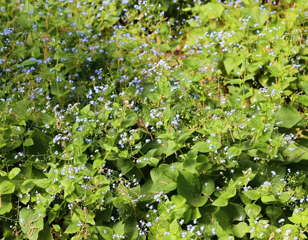 stock image beautiful blue flowers growing in garden at sunny day, closeup view  