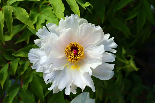 Krásné Kvetoucí Květiny Zahradě — Stock fotografie