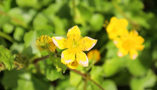 昼間に屋外で成長する美しい黄色の花の終わり — ストック写真