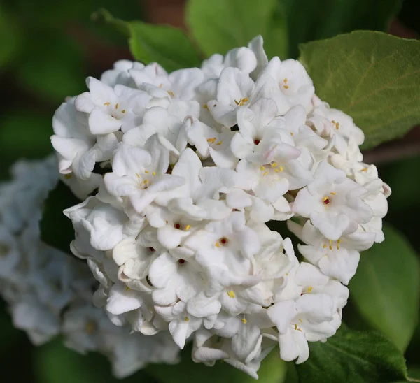 夏天花园里美丽的白花 — 图库照片