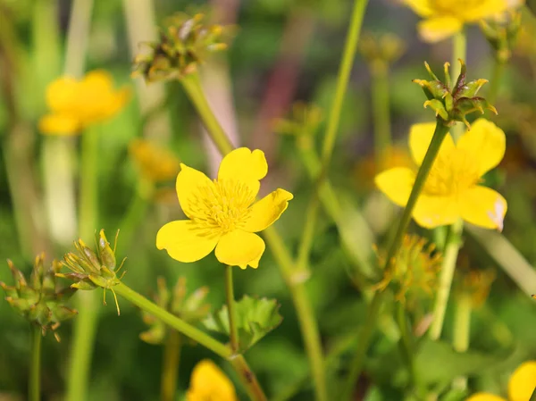 昼間に屋外で成長する美しい黄色の花の終わり — ストック写真