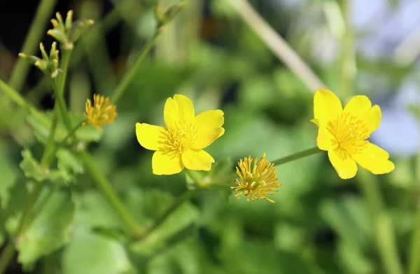 Close Beautiful Yellow Flowers Growing Outdoors Daytime — Stock Photo, Image