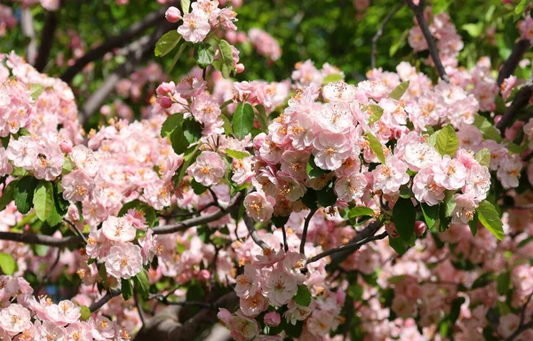 美しいピンクの花が咲く木 — ストック写真