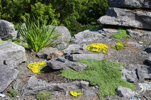Желтые Цветы Растущие Скалах Саду — стоковое фото