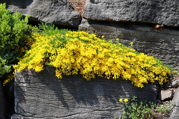 Gele Bloemen Groeien Rotsen Tuin — Stockfoto