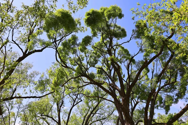 Дерева Зелене Листя Весняному Лісі — стокове фото