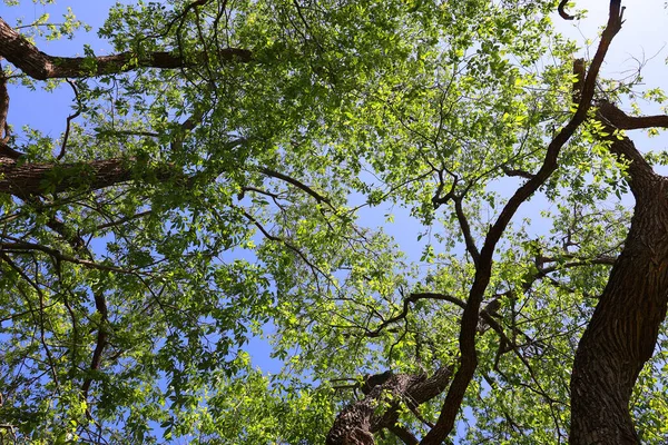 Красиве Зелене Листя Дерев Фоні Неба — стокове фото