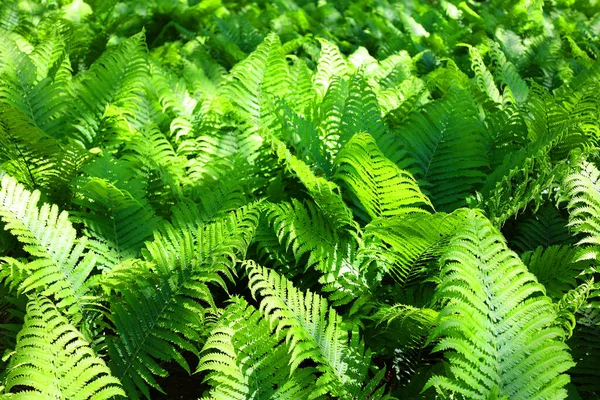 Foglie Felce Verde Giardino — Foto Stock