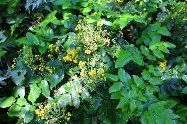 stock image close up yellow flowers in the garden   