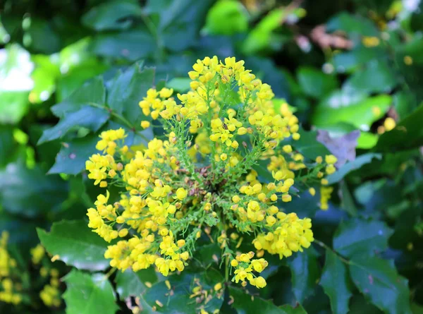 Bahçedeki Sarı Çiçekleri Kapat — Stok fotoğraf