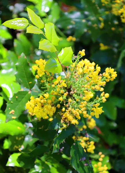 Flores Amarelas Jardim Close — Fotografia de Stock