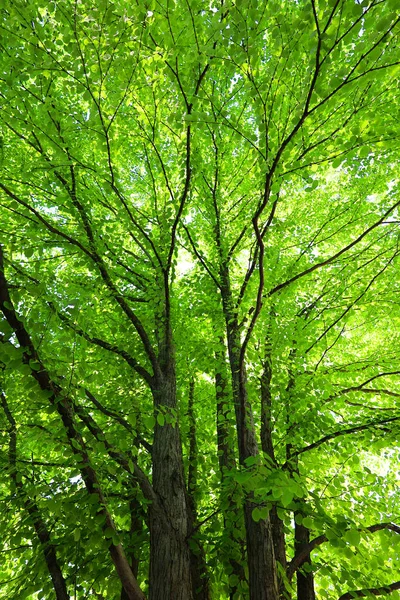 Green Leaves Trees Park — Stock Photo, Image