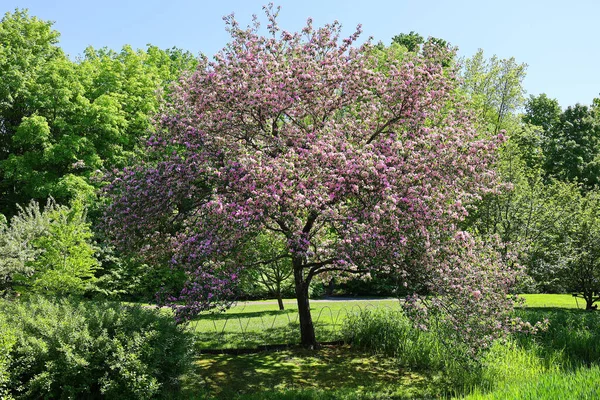 Kvetoucí Stromy Jarním Parku — Stock fotografie