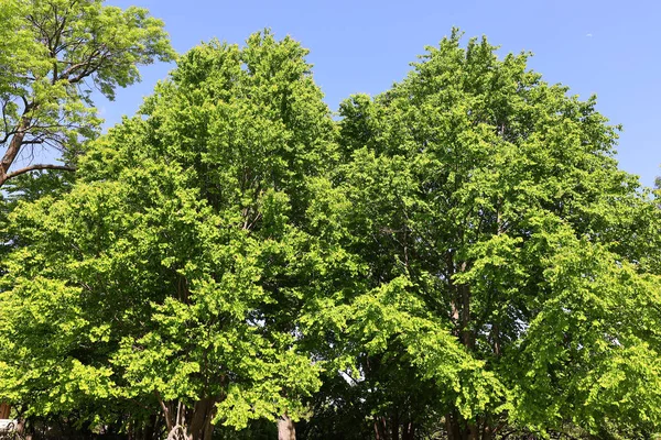 春天花园的绿树 — 图库照片