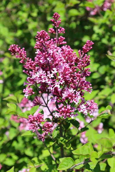 Beautiful Lilac Flowers Sunny Spring Day Syringa Vulgaris Common Lilac Royalty Free Stock Images