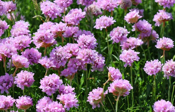 Blooming Pink Flowers Garden — Stock Photo, Image