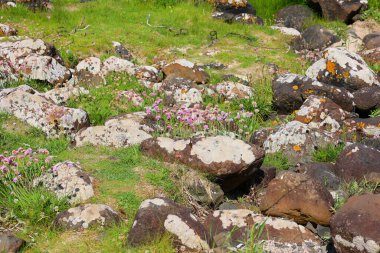Çimenlerdeki taşlar ve kayalar