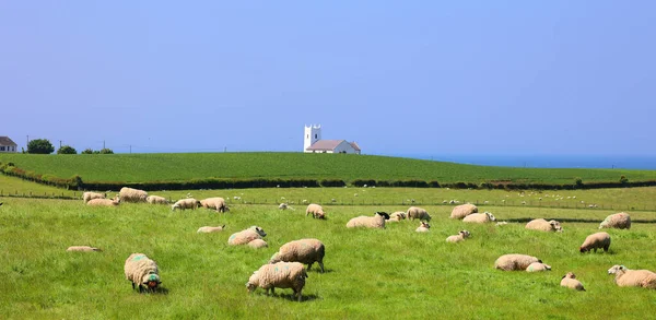 远眺乡村和羊场 山中的绿地 — 图库照片