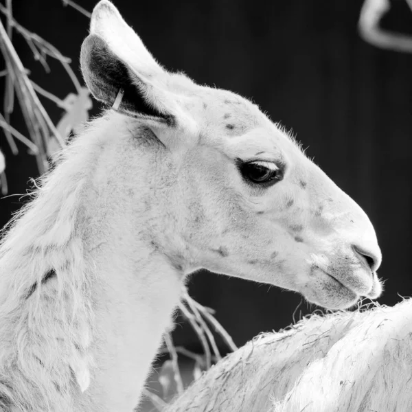 Close View Head White Camel — Stock Photo, Image