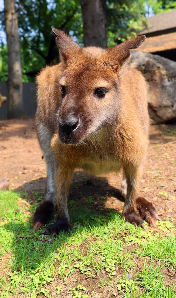 Hayvanat Bahçesindeki Sevimli Kanguru — Stok fotoğraf