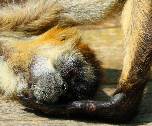 Zbliżenie Małpy Leżącej Drewnianej Powierzchni Zoo — Zdjęcie stockowe