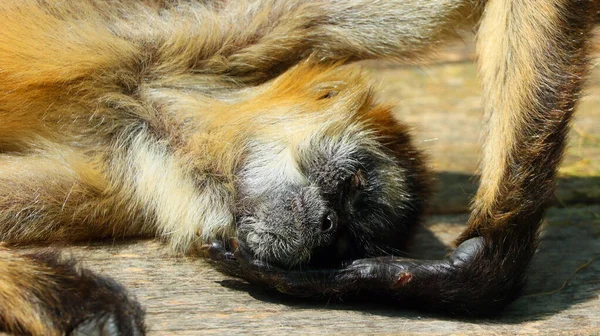 Zbliżenie Małpy Leżącej Drewnianej Powierzchni Zoo — Zdjęcie stockowe