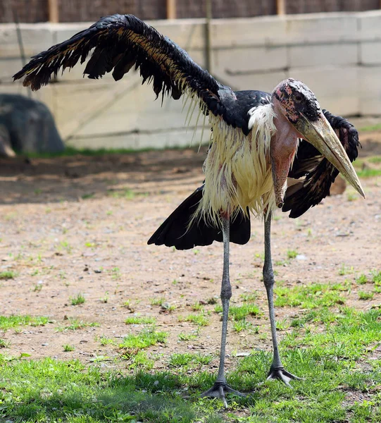Marabou Stork Leptoptilos Crumeniferus Stor Vadande Fågel Storkfamiljen Ciconiidae — Stockfoto