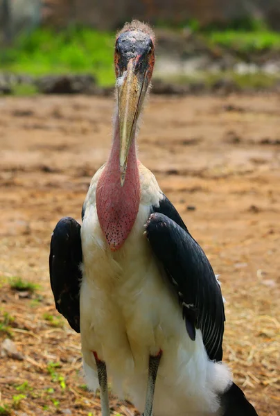 Marabou Stork Leptoptilos Crumeniferus Είναι Ένα Μεγάλο Πουλί Της Οικογένειας — Φωτογραφία Αρχείου