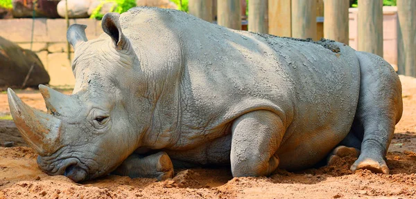 Rhinocéros Blanc Rhinocéros Lèvres Carrées Est Grande Espèce Existante Rhinocéros — Photo
