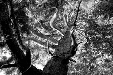 Güneşli bir günde güzel ağaçların alçak açılı görüntüsü