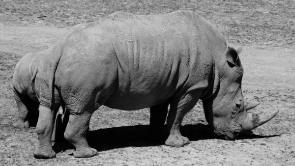 白犀牛 White Rhinoceros或Square Lipped Rhinoceros 是现存最大的犀牛种类 它的嘴很大 可用于放牧 是所有犀牛中最有群居感的一种 — 图库照片