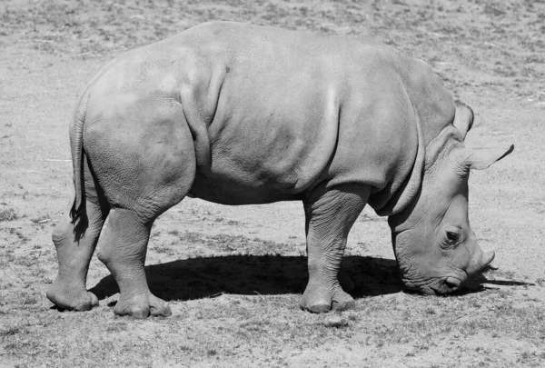 Λευκός Ρινόκερος Τετραγωνισμένος Ρινόκερος Είναι Μεγαλύτερο Σωζόμενο Είδος Ρινόκερου Έχει — Φωτογραφία Αρχείου