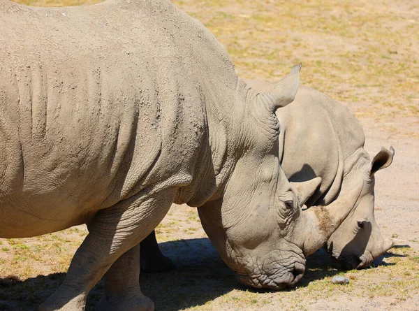 Белый Носорог Квадратные Губы Носорога Крупнейший Сохранившийся Вид Носорогов — стоковое фото