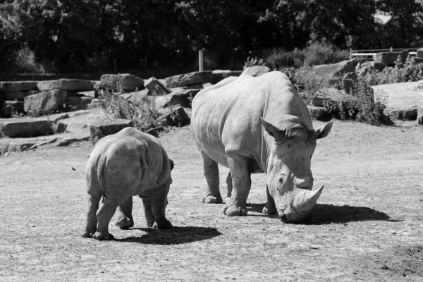 Rinocerontes Brancas Rinocerontes Lábios Quadrados Maiores Espécies Existentes Rinocerontes — Fotografia de Stock