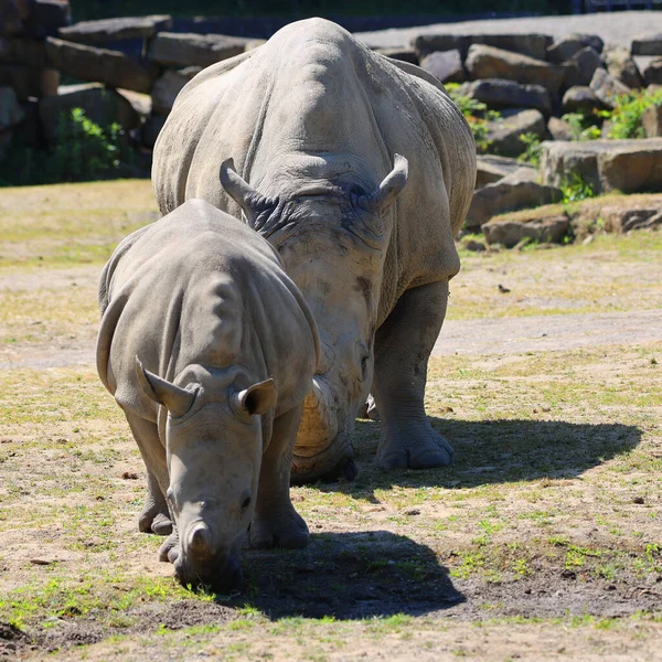 White Rhinoceroses Square Lipped Rhinoceroses Largest Extant Species Rhinoceros — Stock Photo, Image