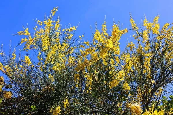 Mavi Gökyüzüne Karşı Sarı Mimoza Çiçekleri — Stok fotoğraf