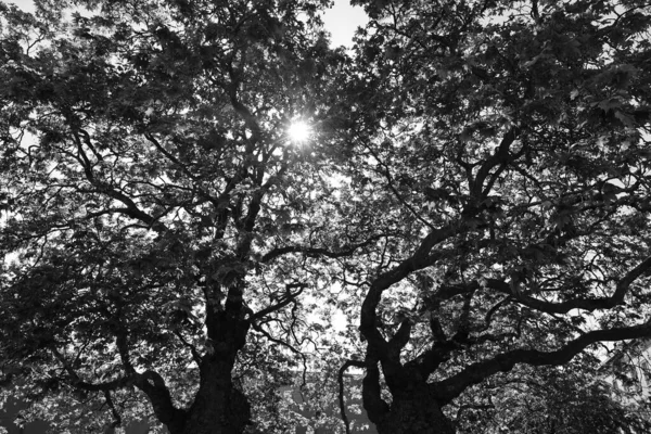 Niski Kąt Widzenia Pięknych Drzew Przed Niebem Słoneczny Dzień — Zdjęcie stockowe