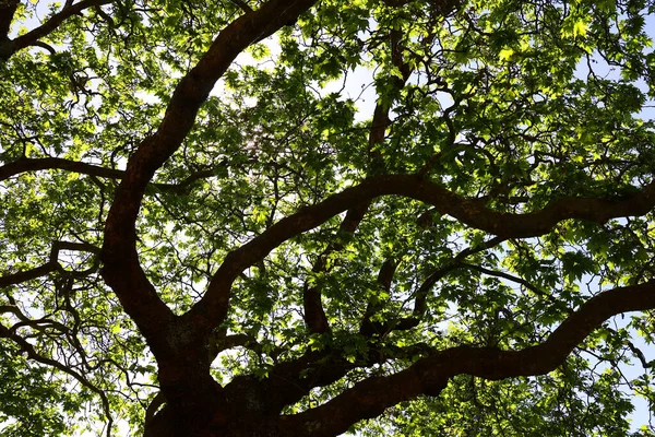 Гілки Дерев Природна Флора Листя Дерева — стокове фото