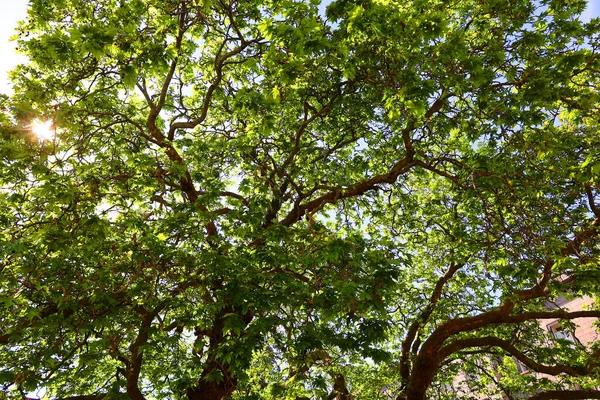 Низький Кут Зору Красивих Дерев Небо Сонячний День — стокове фото