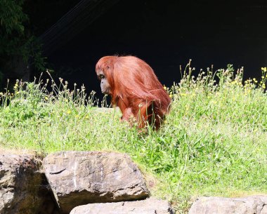 Hayvanat bahçesinde kahverengi orangutan 